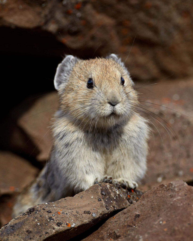 Charming Pika Alert on Rocky Terrain - Nature Wallpaper Background