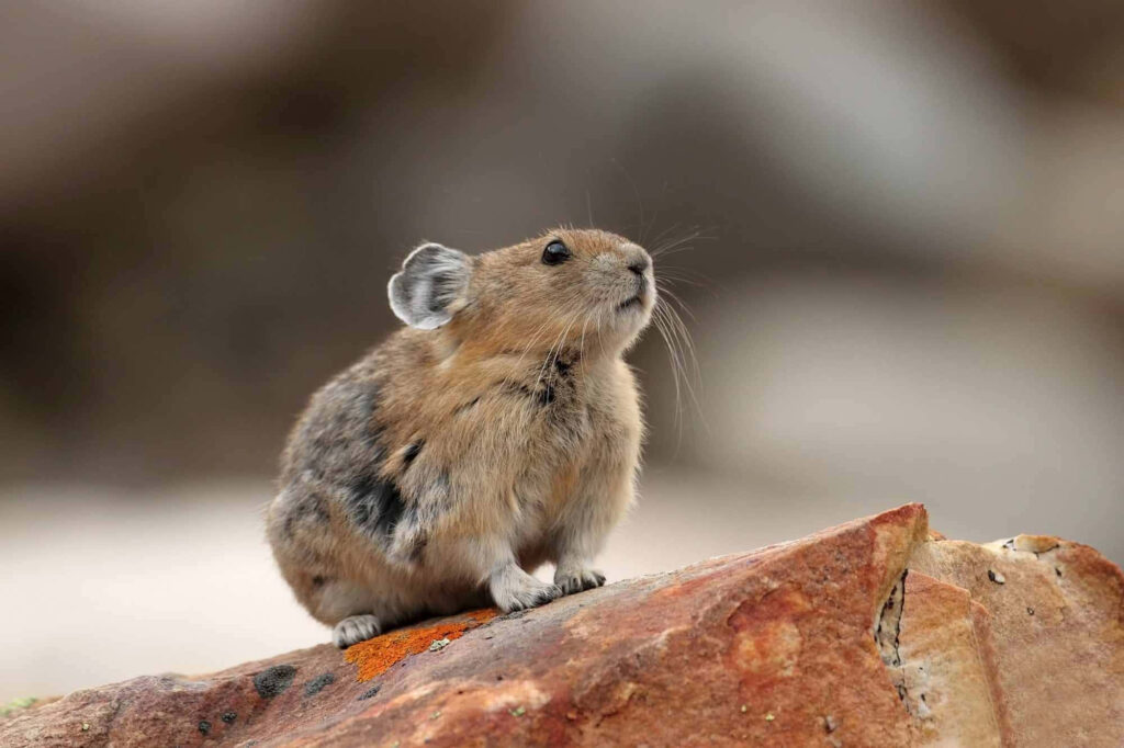 Charming Pika Portrait on Rock with Blurred Natural Background Wallpaper