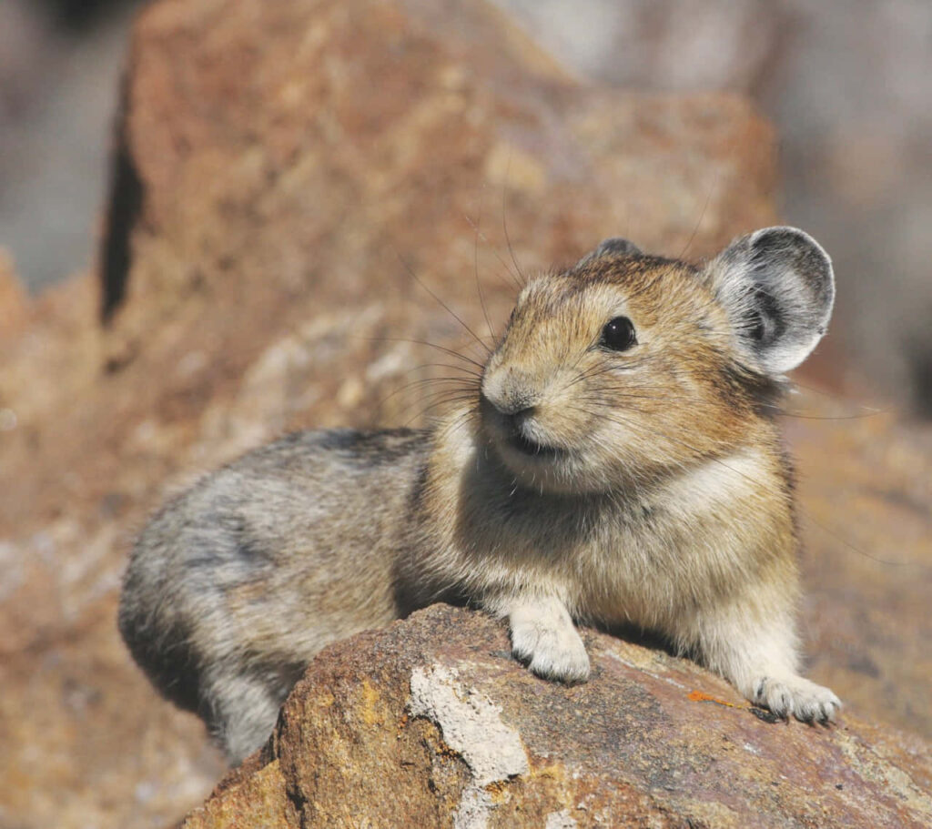 Charming Pika on Rugged Rock - Serene Wildlife Wallpaper
