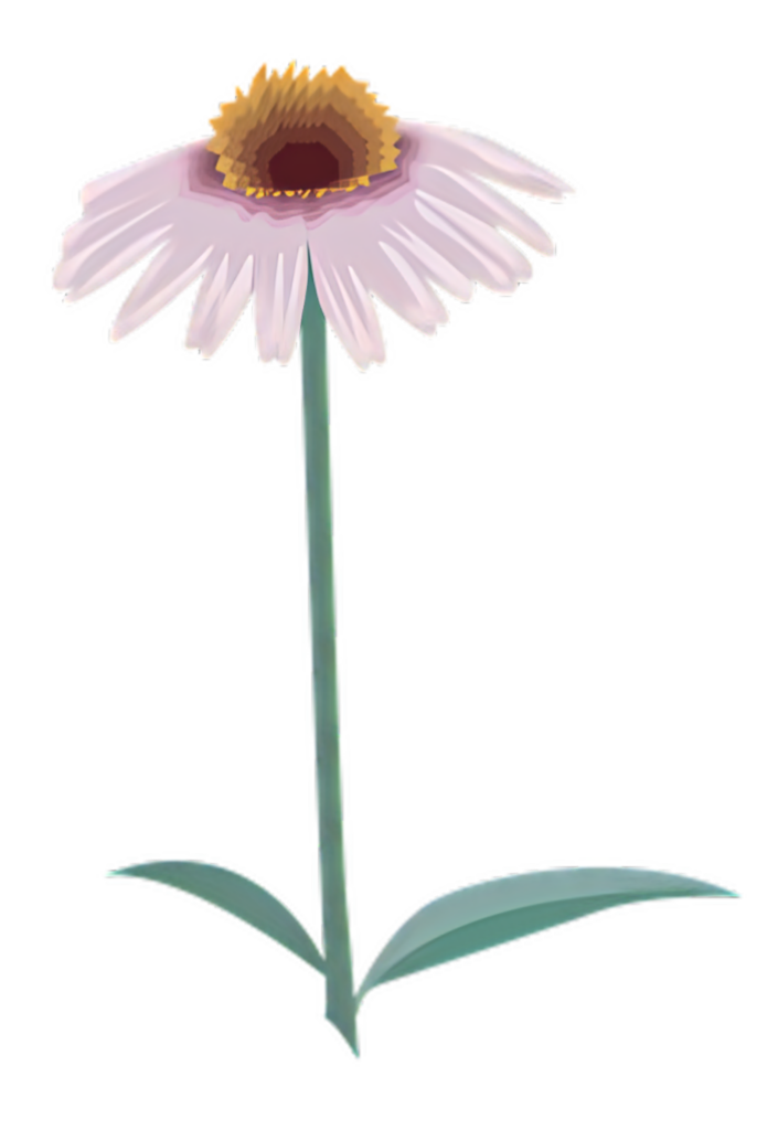 Charming Pink Daisy Wallpaper on Transparent Background