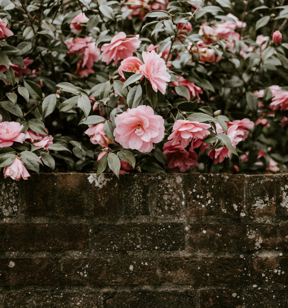 Charming Pink Flower Arrangement Against Rustic Brick Wall Background Wallpaper