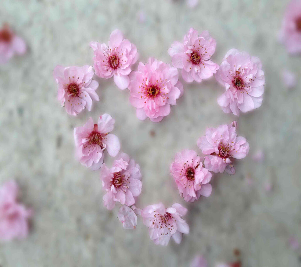 Charming Heart-Shaped Pink Flower Wallpaper for Elegant Background