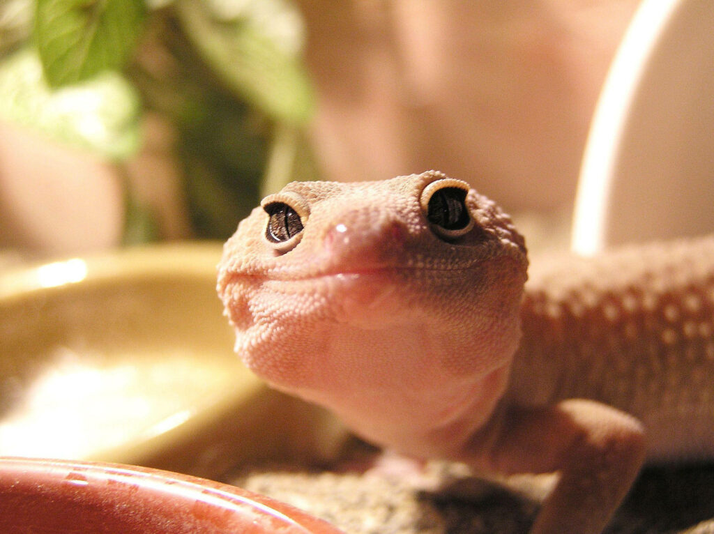 Charming Pink Leopard Gecko Close-Up with Textured Skin Background Wallpaper