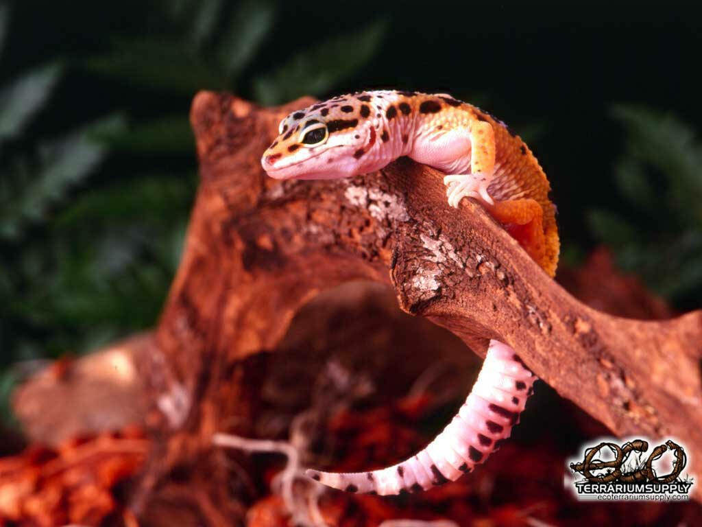 Vibrant Pink Leopard Gecko on Wood: Charming Animal Background Wallpaper
