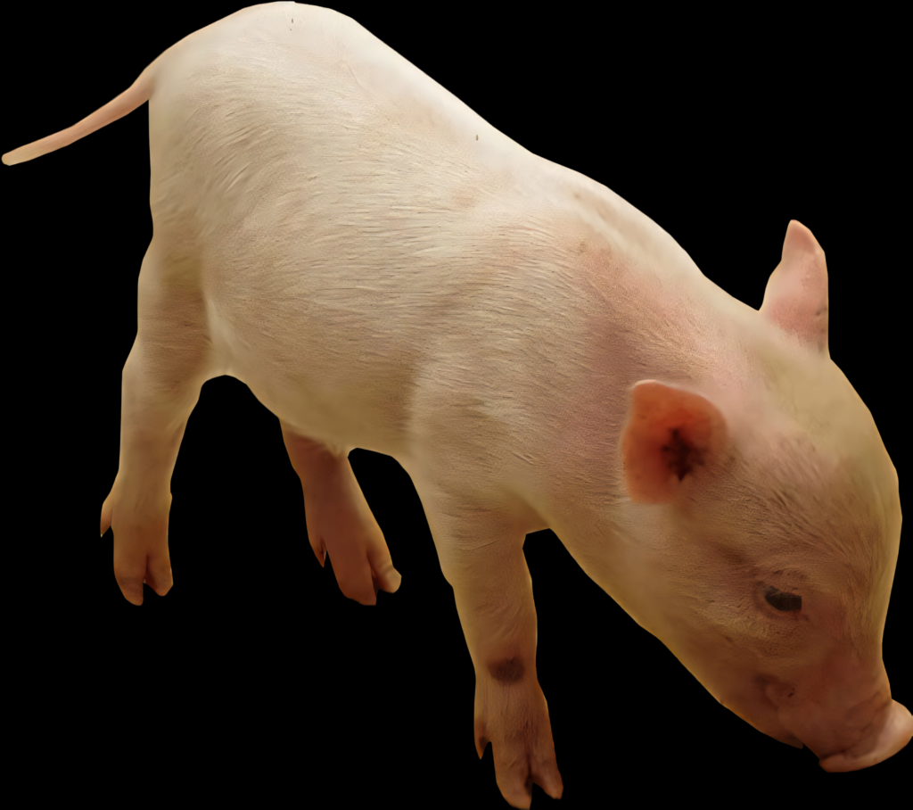 Charming Pink Piglet Wallpaper for Creative Projects & Designs