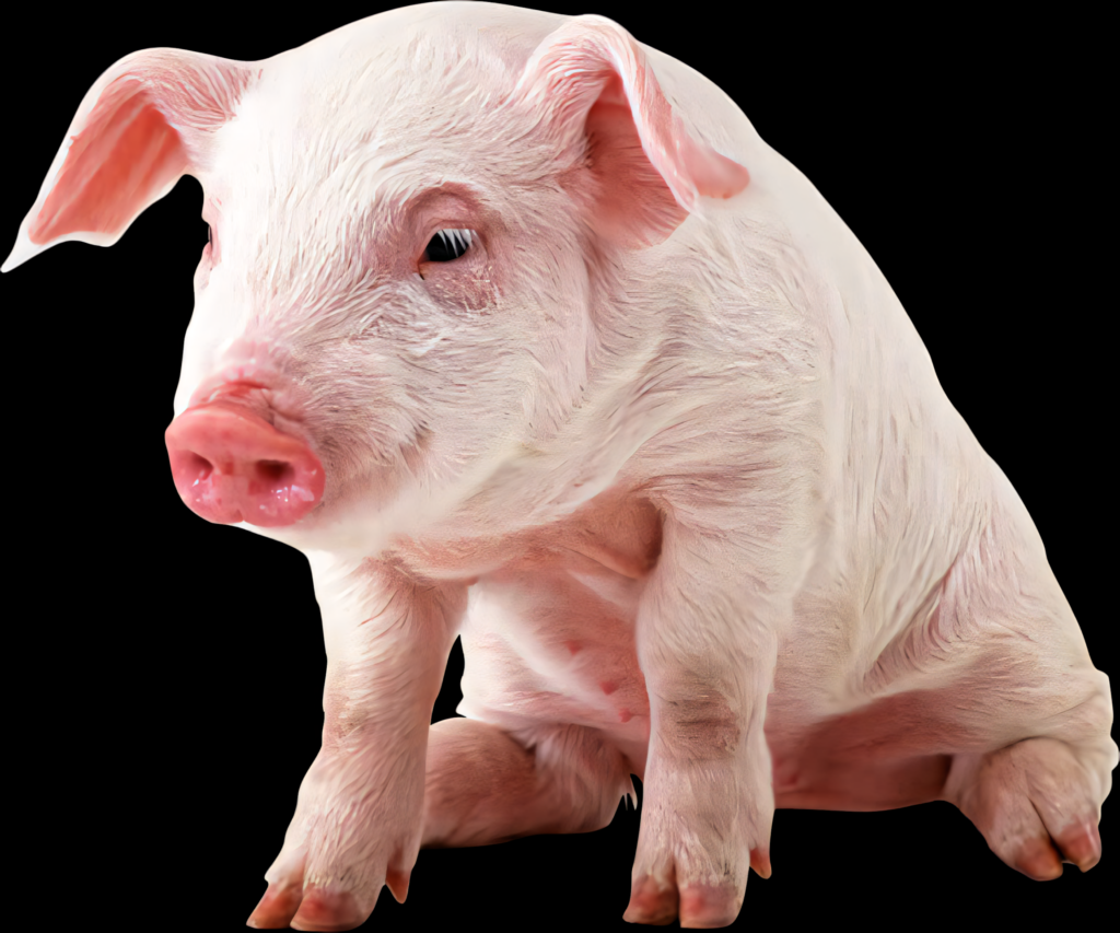 Charming Pink Piglet Wallpaper on Black Background - Soft & Endearing