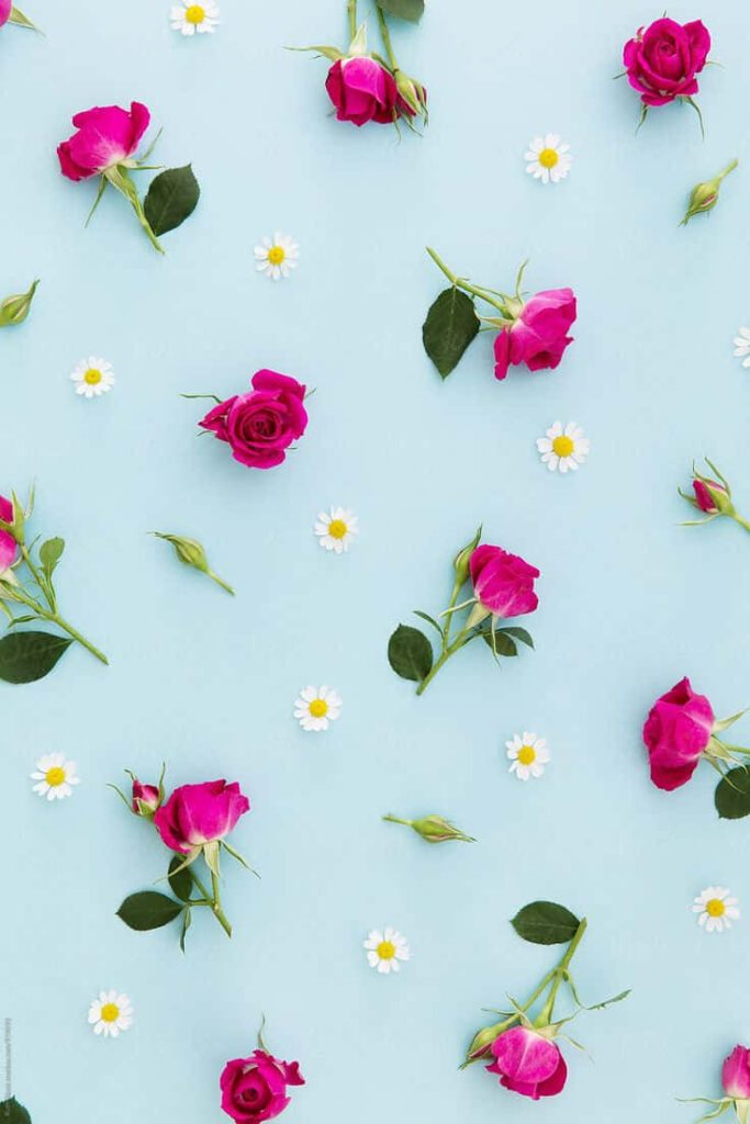 Charming Floral Wallpaper: Bright Pink Roses & White Daisies