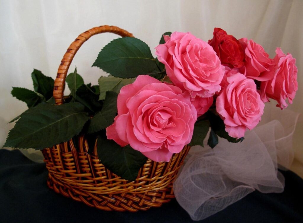 Elegant Pink Roses in Wicker Basket - Romantic Background Wallpaper