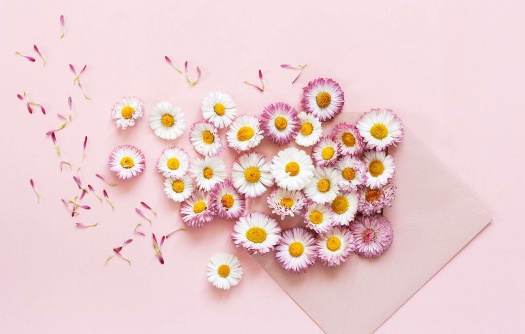 Charming Pink & White Daisy Wallpaper Background with Romantic Touch