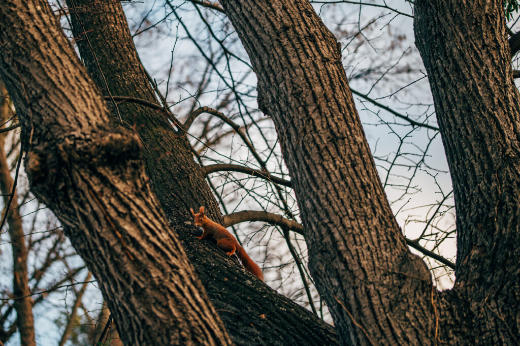 Charming Squirrel on Tree Branches: Nature's Playful Delight Wallpaper