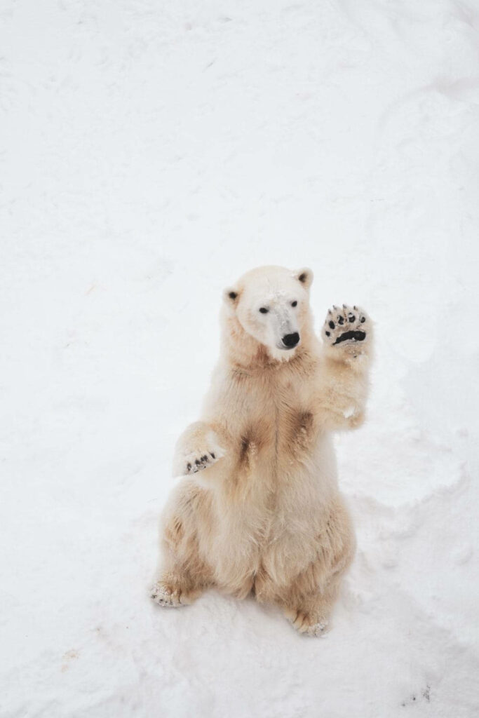 Charming Polar Bear Wallpaper: Cozy Winter Scene with Playful Vibes