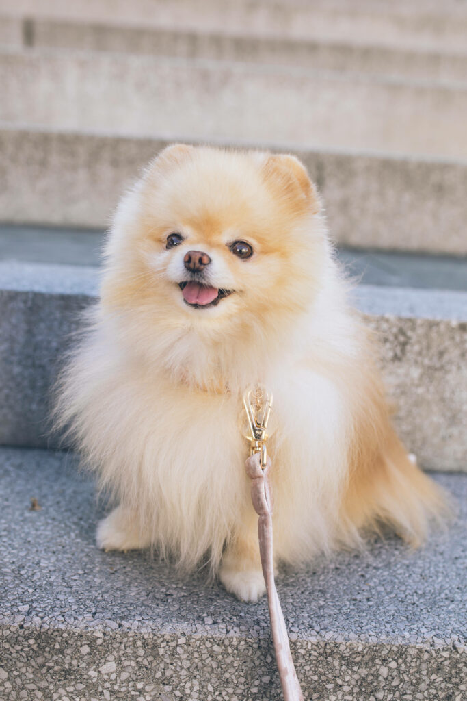 Fluffy Long-Coated Pomeranian Puppy on Steps - Cheerful Wallpaper