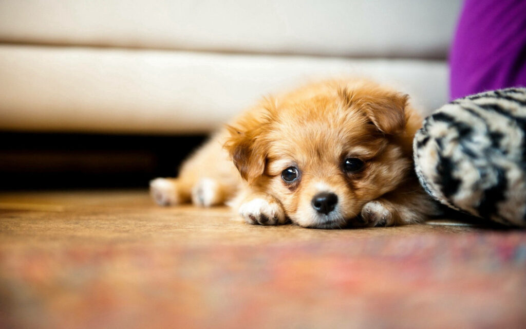 Charming Pomeranian Puppy Wallpaper: Heartwarming Desktop Background