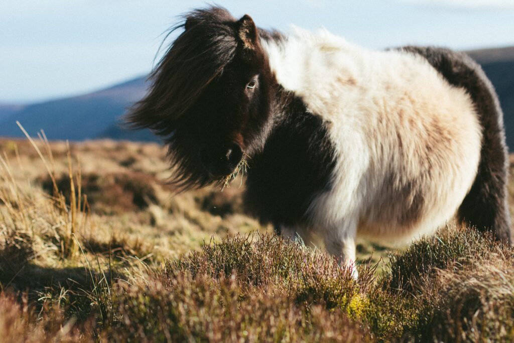 Charming Pony with Long Mane in Scenic Landscape Wallpaper