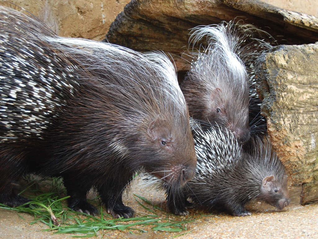 Charming Porcupines on Rocky Surface - Serene Nature Wallpaper