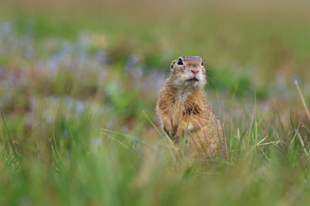 Charming Prairie Dog Alert in Blurred Grassland Wallpaper