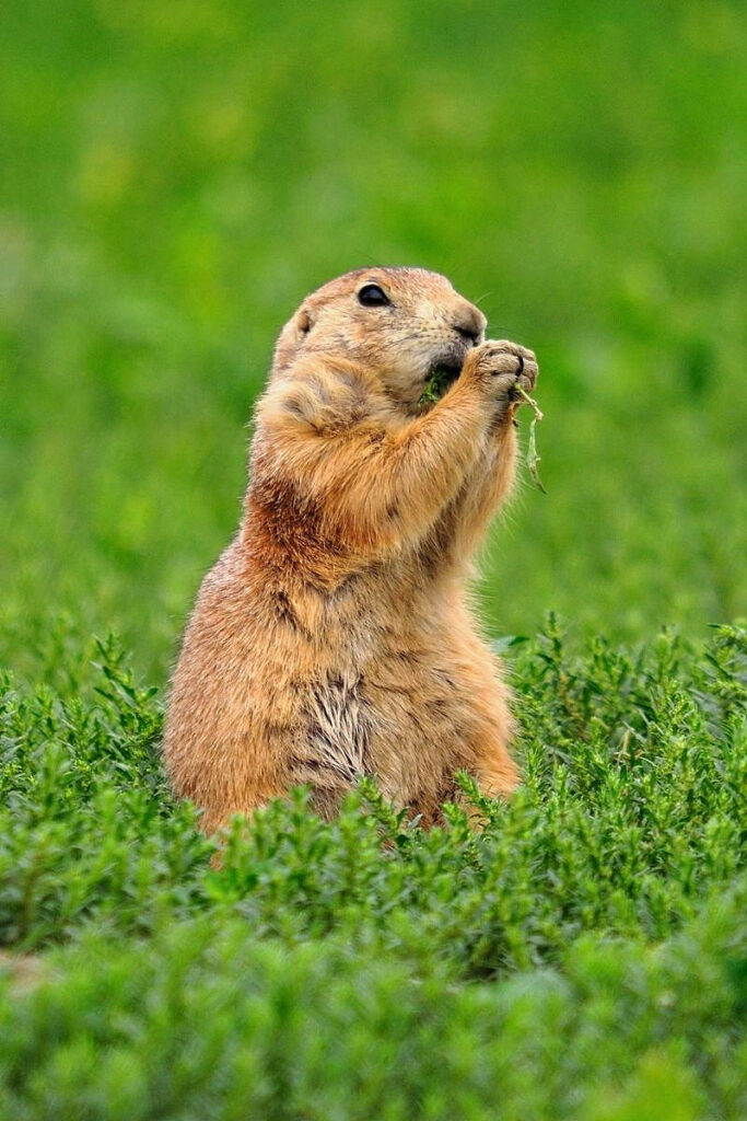 Charming Prairie Dog iPhone 4 Wallpaper in Lush Green Field