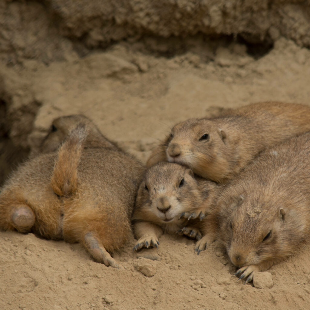 Charming Prairie Dogs Relaxing Together on Sandy Terrain Wallpaper