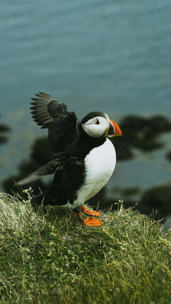 Cute Puffin on Grassy Cliffside - Serene Ocean Wallpaper