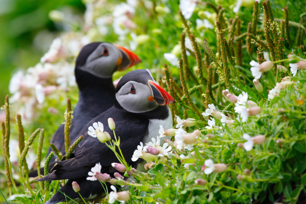 Charming Puffins Amidst Vibrant Flowers - Serene Nature Wallpaper