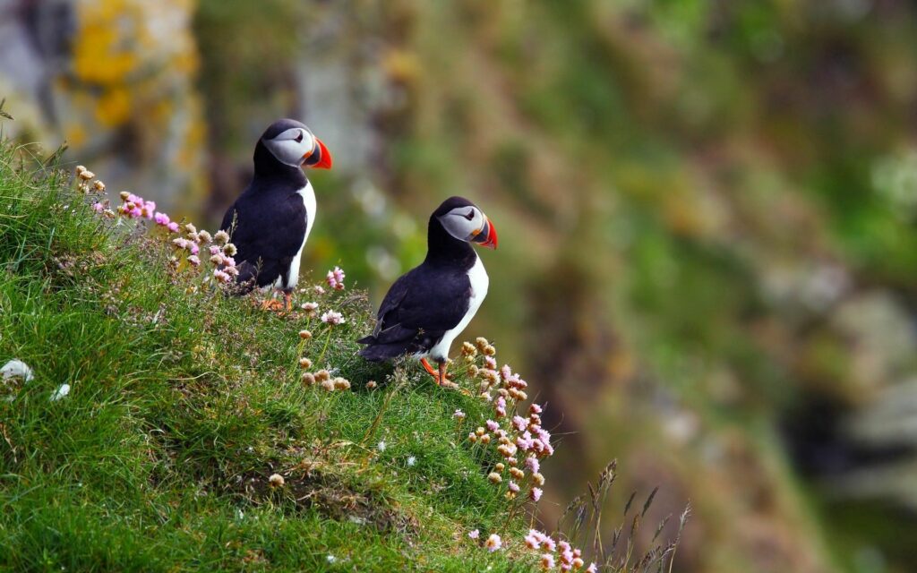 Charming Puffins on Grassy Cliff - Vibrant Nature Wallpaper