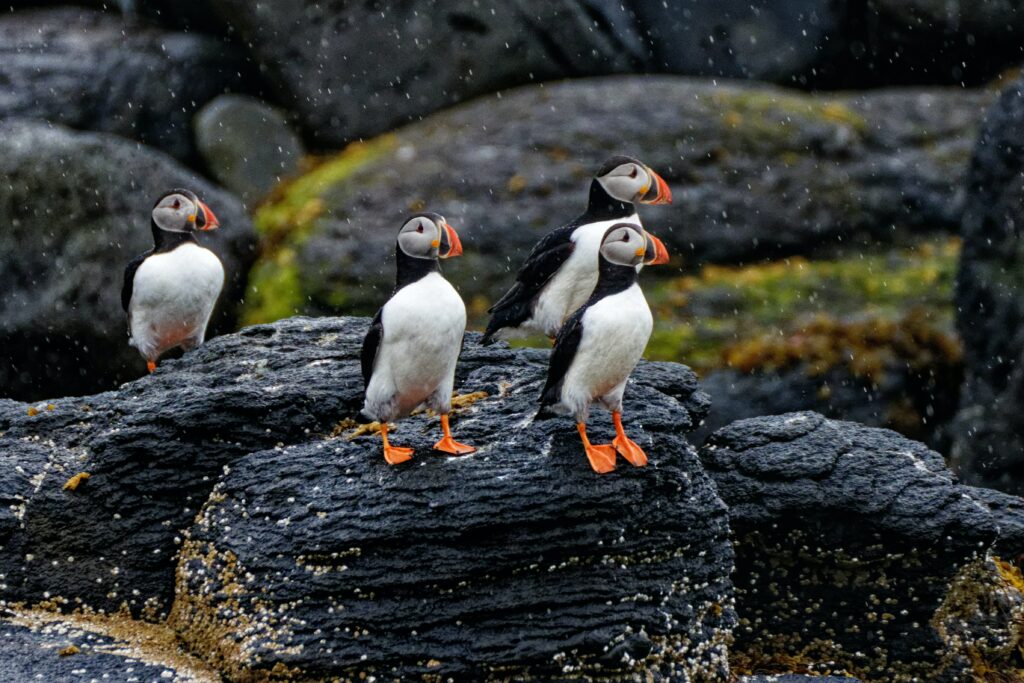 Puffins on Dark Rocks: Charming Rainy Scene Wallpaper