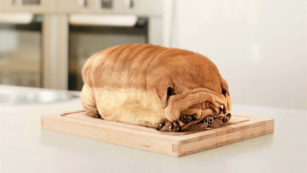Adorable Brown Pug Loaf Wallpaper: Humorous Dog on Wooden Surface