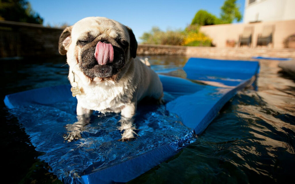 Cute Pug Swimming on Blue Float – Cheerful Dog Lovers Wallpaper