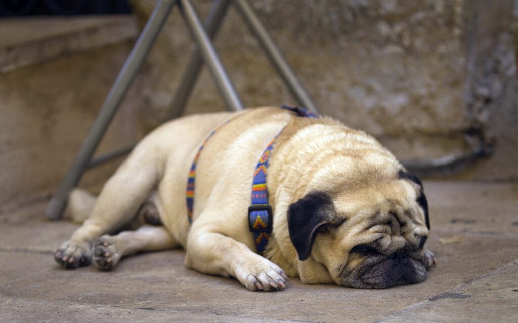 Endearing Pug Puppy Snoozing – Colorful 1920x1200 Wallpaper