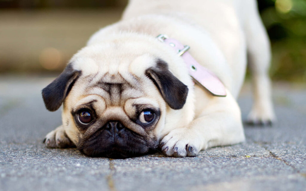 Adorable Pug Wallpaper: Whimsical Charm and Big Expressive Eyes