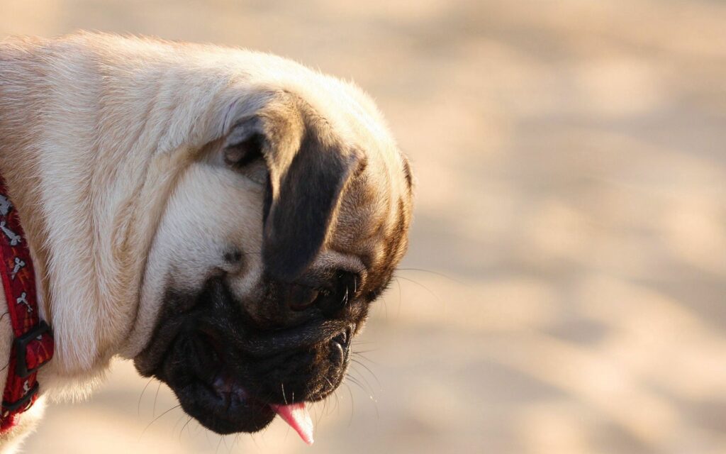 Charming Pug Close-Up in Soft Natural Light - Serene Wallpaper