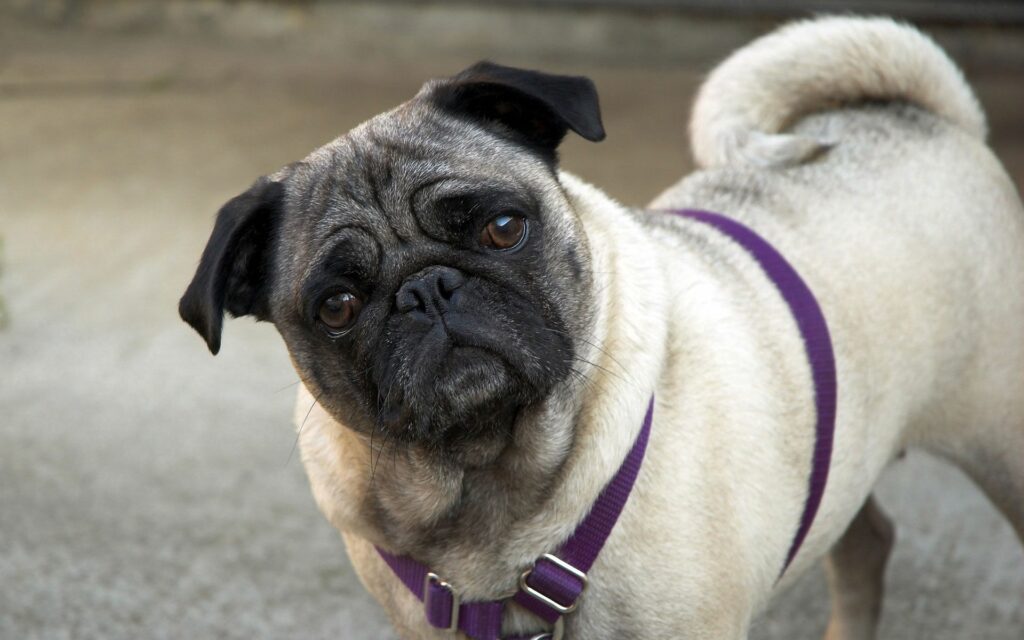 Inquisitive Pug Wallpaper: Charming 1920x1200 Pet Image