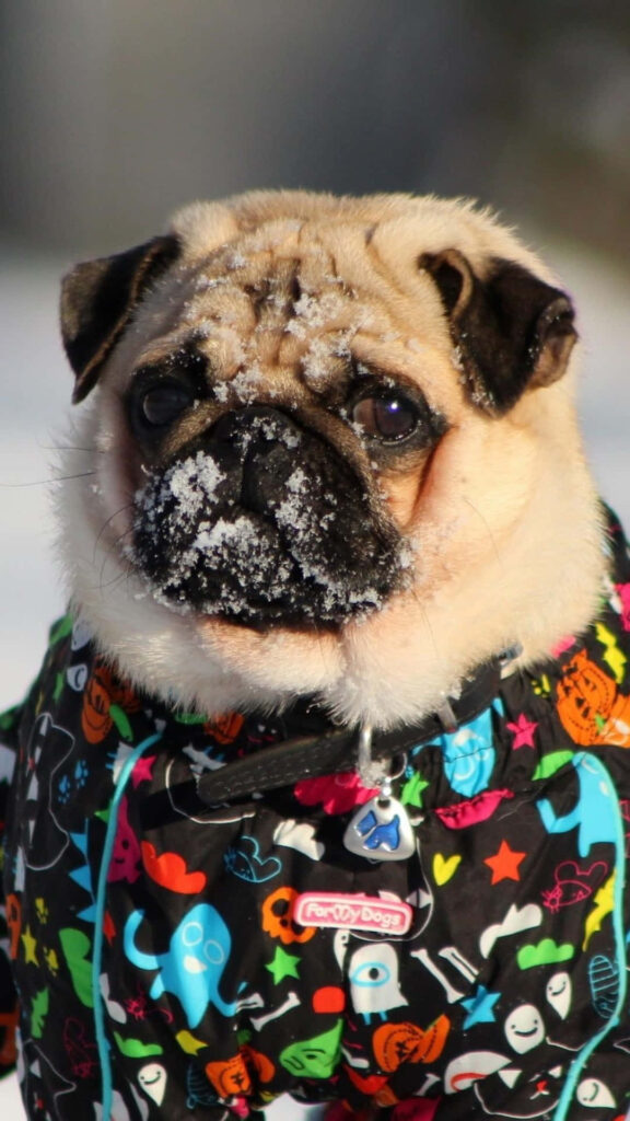 Charming Pug in Colorful Jacket: Whimsical Winter Wallpaper