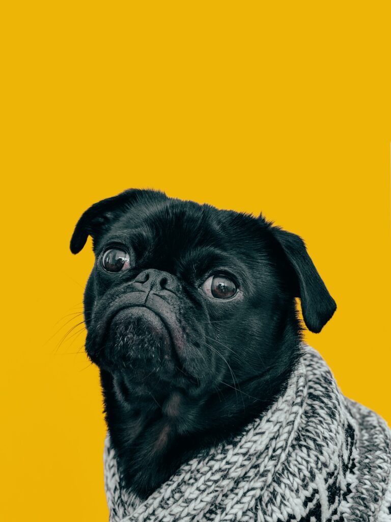 Charming Pug in Scarf on Vibrant Yellow Background – Delightful Wallpaper