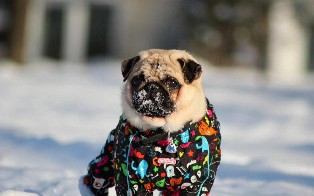 Charming Pug Enjoys Winter Wonderland: Snowy Field Wallpaper