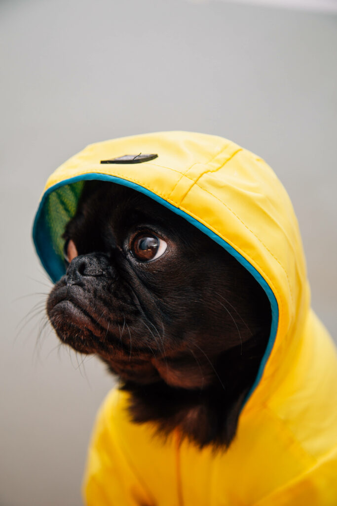 Adorable Pug in Yellow Raincoat - Whimsical Rainy Day Wallpaper