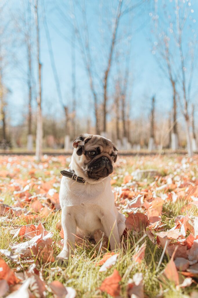 Charming Pug Among Autumn Leaves - Fall Wallpaper for Animal Lovers
