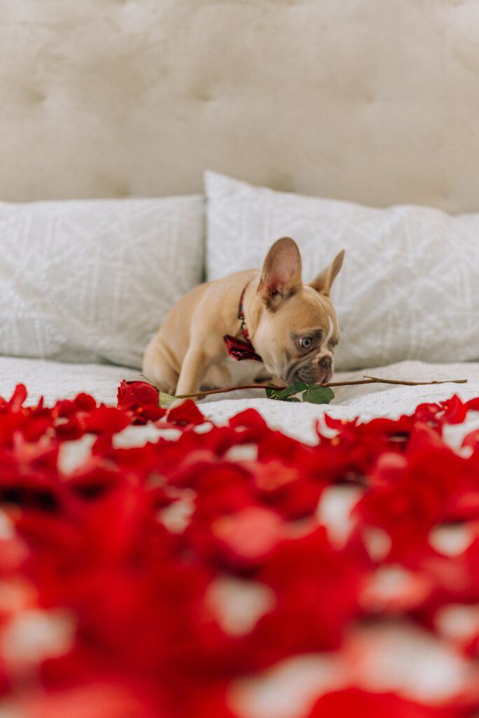 Charming Pug on Bed with Rose Petals - Cozy Wallpaper Background