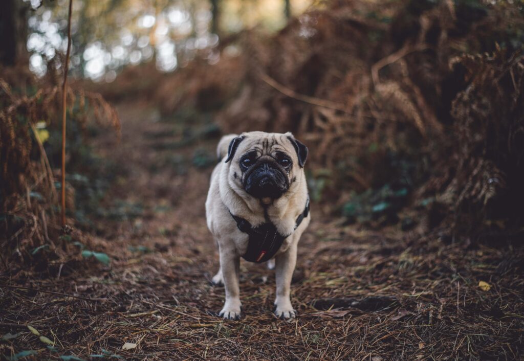 Charming Pug on Autumn Forest Path - Serene Nature Wallpaper