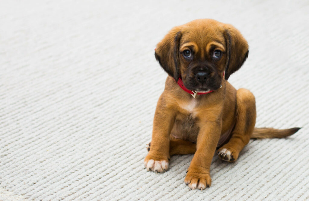 Adorable Puggle Puppy Wallpaper: Cute Fawn Pup on Cozy Rug