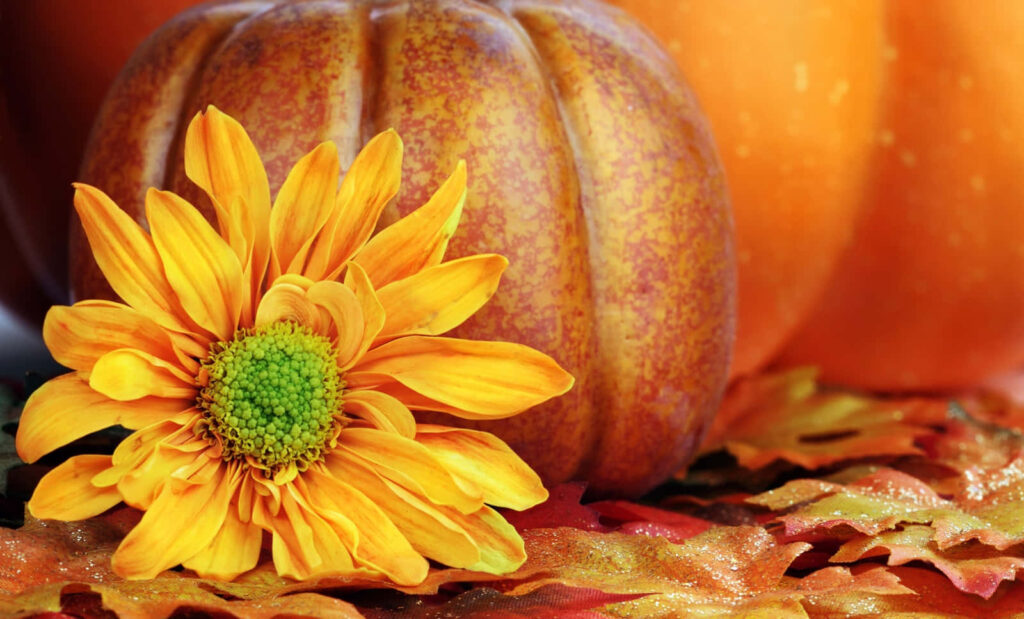 Charming Pumpkin & Autumn Flower Wallpaper: Cozy Fall Colors