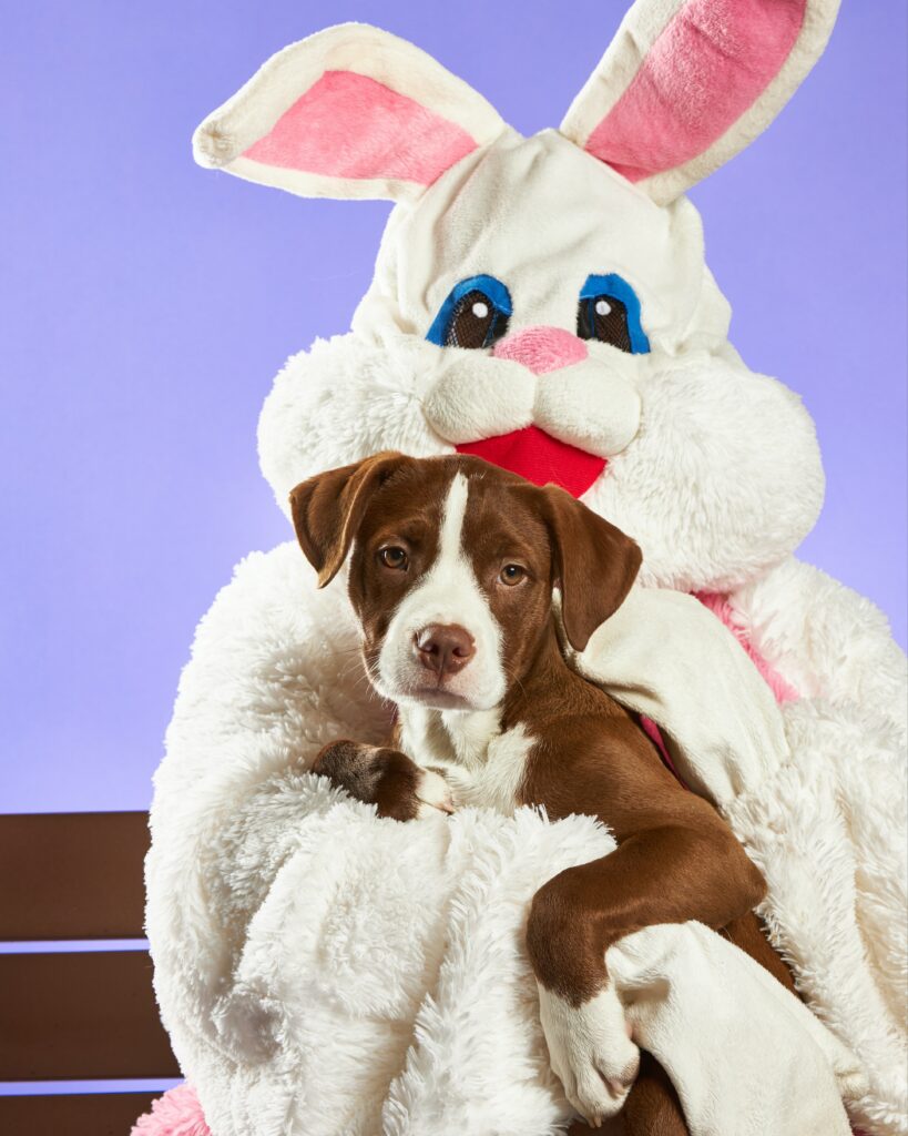 Whimsical Pitbull Puppy in Rabbit Costume - Charming Purple Wallpaper