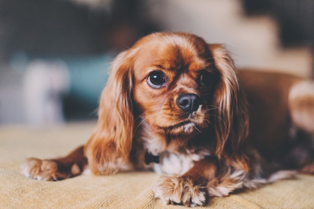 Charming Puppy Wallpaper: Cozy Brown Fur & Expressive Eyes