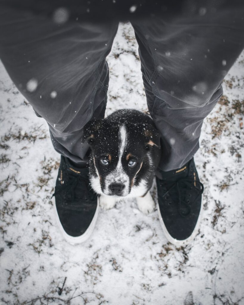 Adorable Puppy Wallpaper: Heartwarming Scene on Snowy Ground