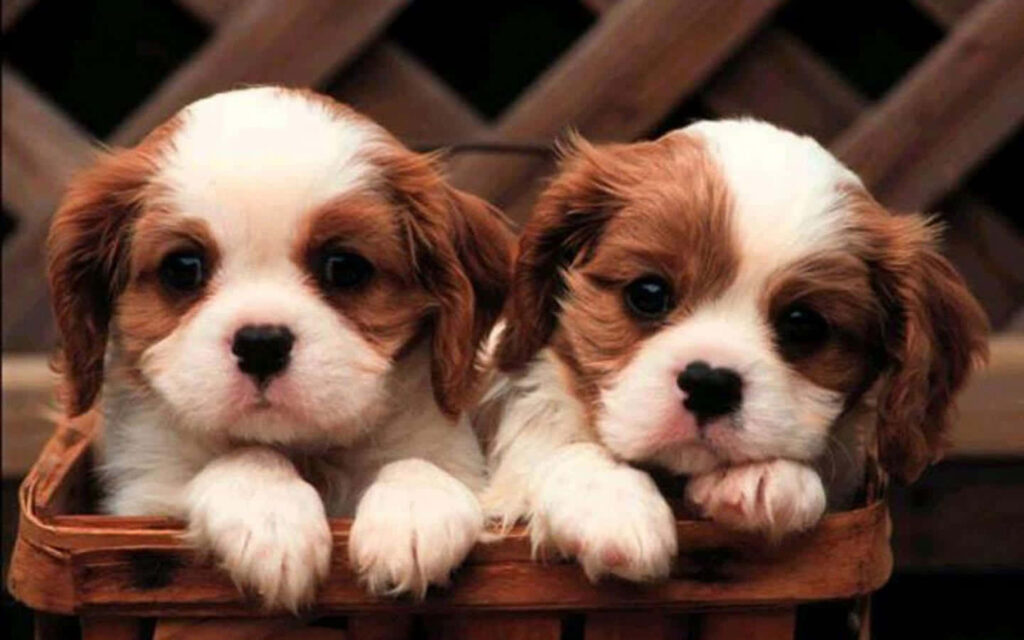 Cozy Puppy Wallpaper: Fluffy Pups in a Wooden Basket