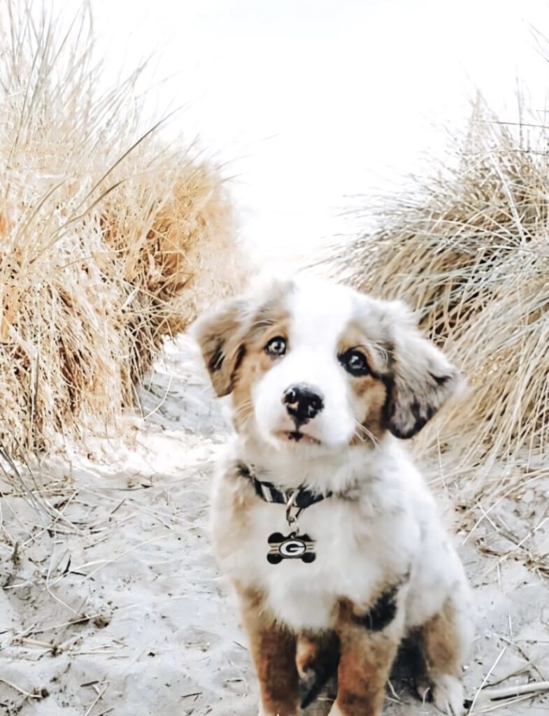 Charming Puppy on Sandy Path with Golden Grasses - Heartwarming Scene Wallpaper