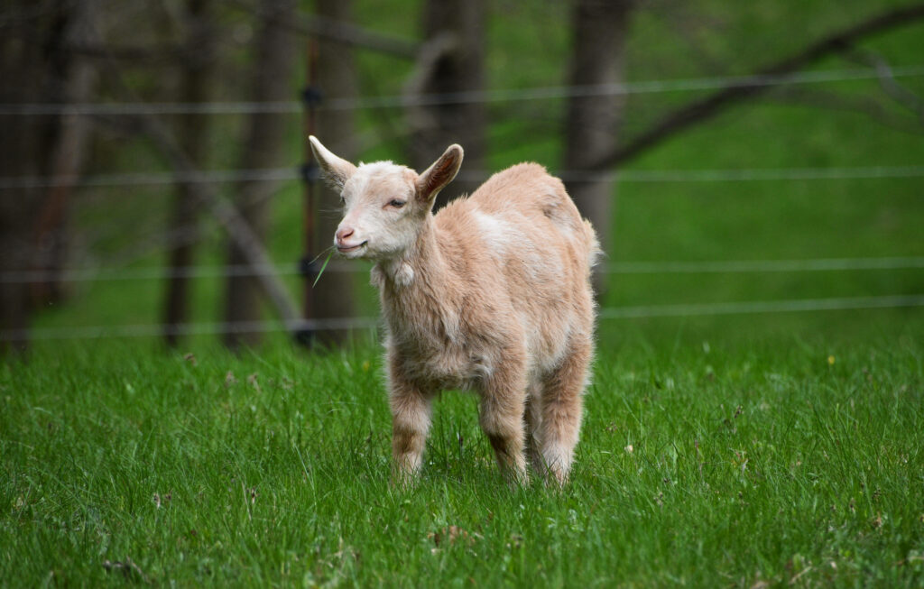 Charming Goat Kid Wallpaper in Lush Green Tranquil Setting
