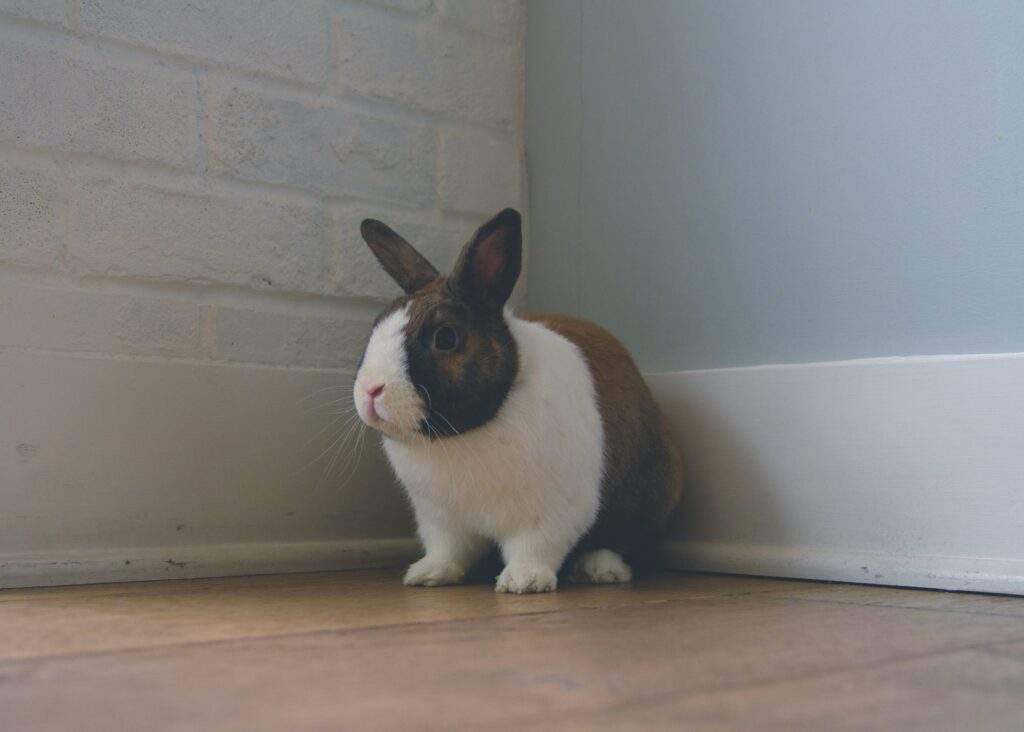 Adorable Rabbit Wallpaper: Charming Brown & White Fur in Cozy Corner