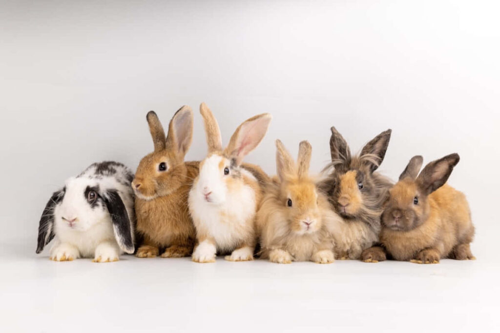 Charming Rabbit Wallpaper: Adorable Fluffy Bunnies on White Background