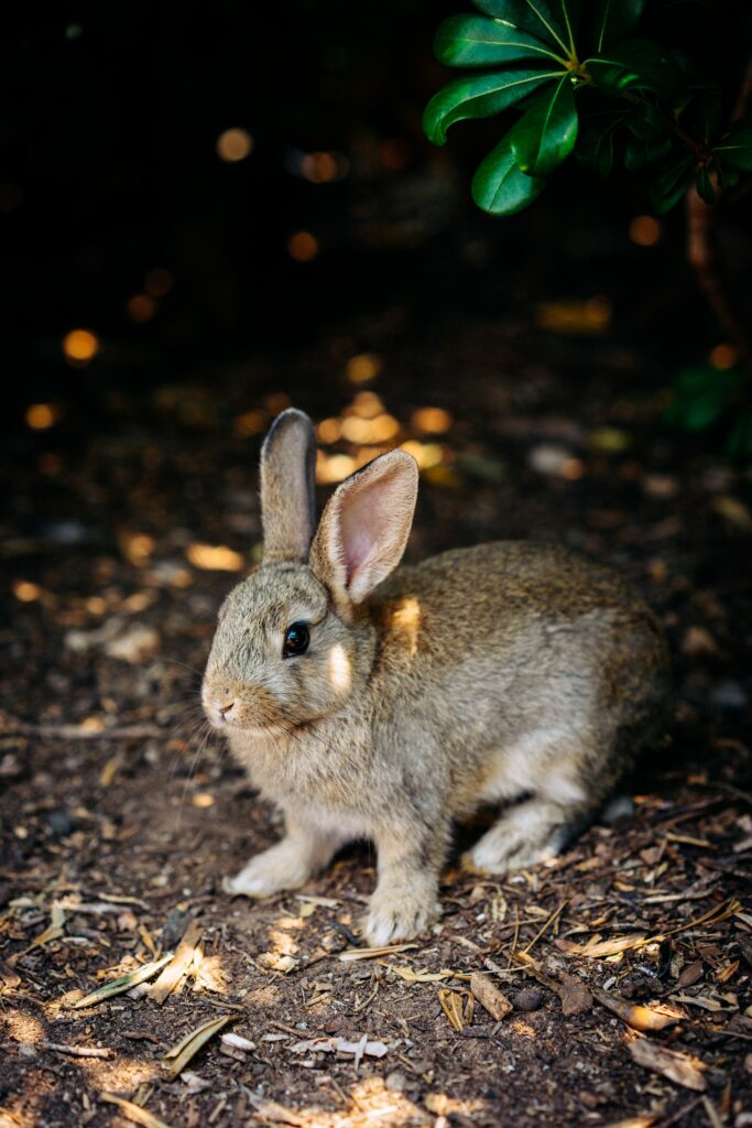Charming Rabbit Wallpaper: Soft Fur & Serene Natural Setting